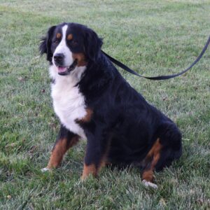 Hazel the mama is our sweet and loving AKC registered Bernese Mountain dog. She weighs 85 lbs. 